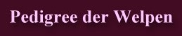 Welpenpedigree